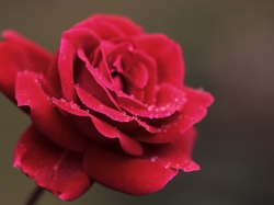 Обои красная роза